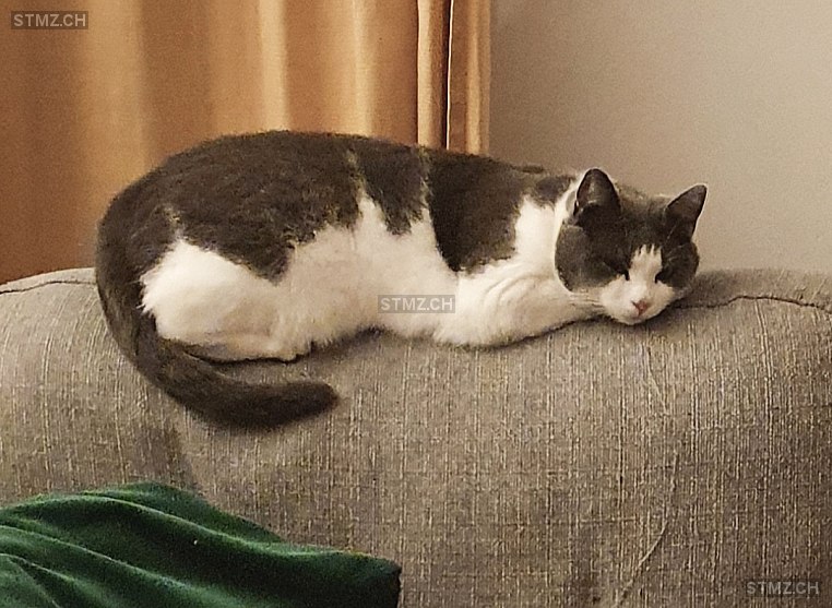 Lou — Hauskatze ♀, Vermisst seit 12.07.2024, Bremgarten bei Bern (BE)