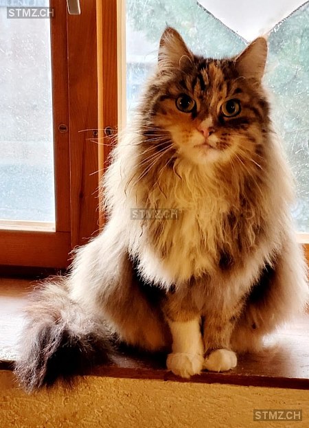 Maya — Hauskatze ♀, Vermisst seit 03.06.2024, Carrouge VD (VD)