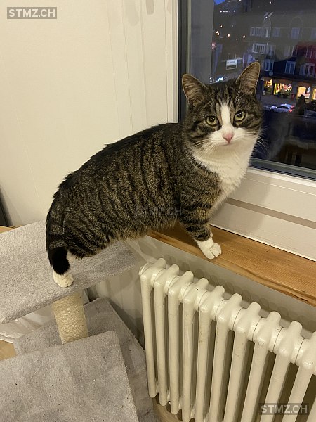 Calvin — Hauskatze ♂, Vermisst seit 06.05.2024, Herisau (AR)