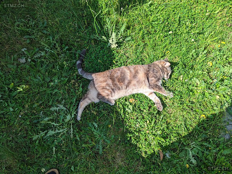 Saphira — Hauskatze ♀, Vermisst seit 15.06.2024, Niederhasli (ZH)