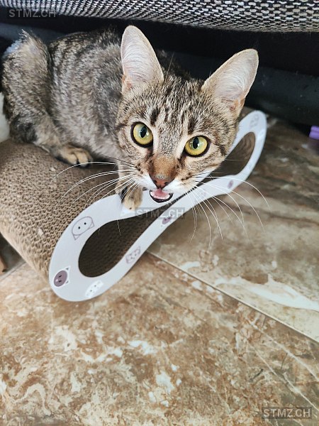 Happy — Hauskatze ♀, Vermisst seit 10.07.2024, Oftringen (AG)