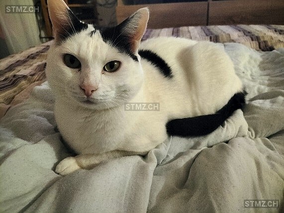 Denis — Hauskatze ♂, Vermisst seit 13.07.2024, La Tour-de-Peilz (VD)