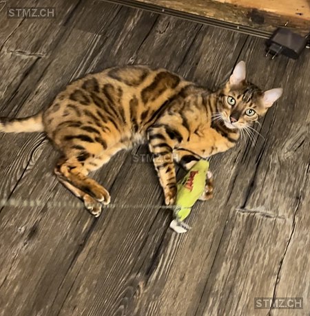 Aaron — Bengalen ♂, Vermisst seit 14.07.2024, Rüeggisberg (BE)