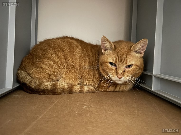 James — Hauskatze ♂, Vermisst seit 13.07.2024, Villigen (AG)