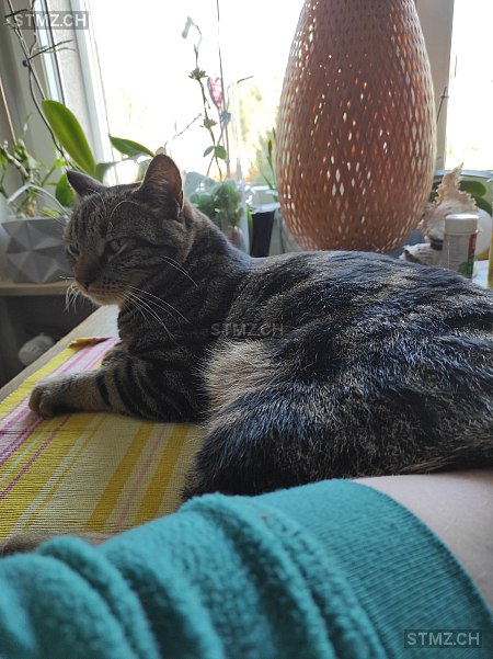 Yoshi — Hauskatze ♂, Vermisst seit 17.07.2024, Schönenwerd (SO)