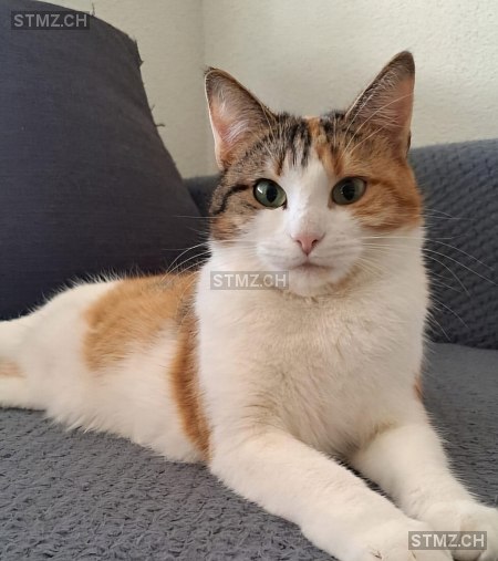 Kaline — Hauskatze ♀, Vermisst seit 14.07.2024, Le Landeron (NE)