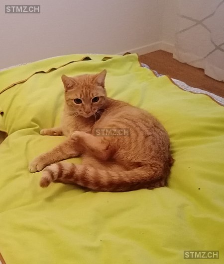 Daffy — Hauskatze ♂, Vermisst seit 15.07.2024, Muri AG (AG)