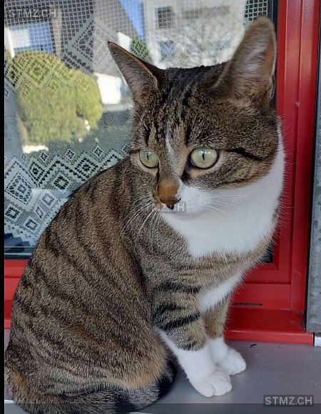 Merlin — Hauskatze ♂, Vermisst seit 13.07.2024, Meggen (LU)