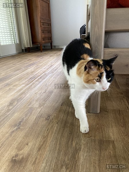 Milou — Hauskatze ♀, Vermisst seit 19.07.2024, Brugg AG (AG)