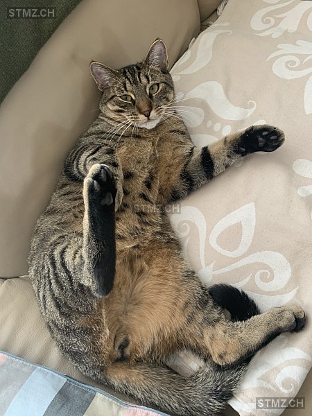 Sammy — Hauskatze ♂, Vermisst seit 16.07.2024, Egerkingen (SO)