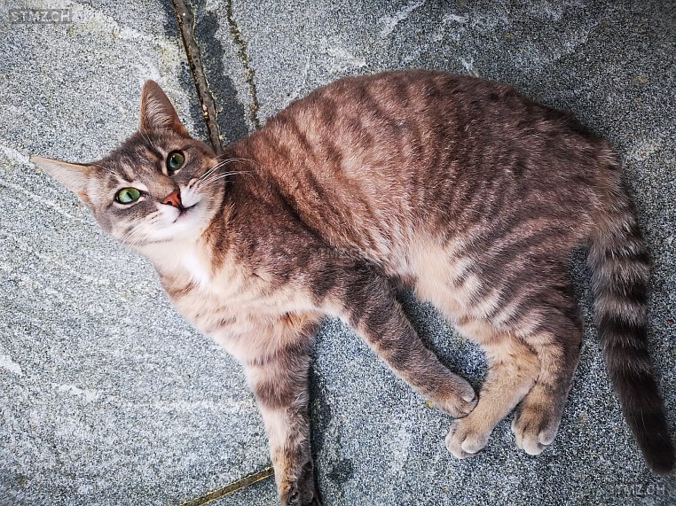 Joy — Katze ♀, Vermisst seit 26.06.2024, Veltheim AG (AG)