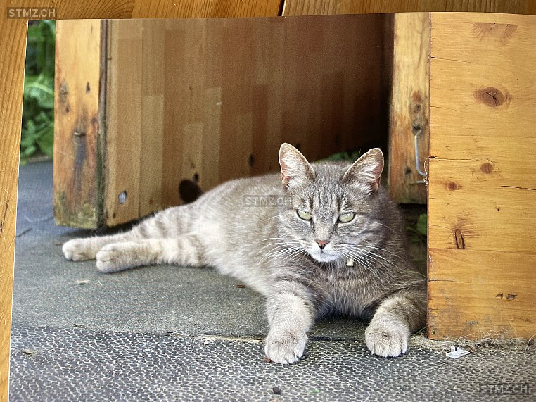 Mimine — Hauskatze ♀, Vermisst seit 17.07.2024, Les Ecasseys (FR)