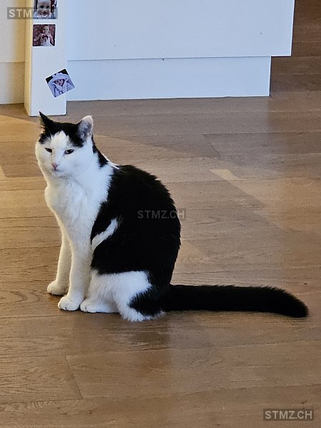 MILO — Hauskatze ♂, Vermisst seit 20.07.2024, Nottwil (LU)