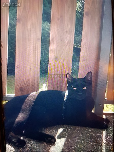 Vermisste Katzen #345955 — Hauskatze ♂, Vermisst seit ?, Seengen (AG)