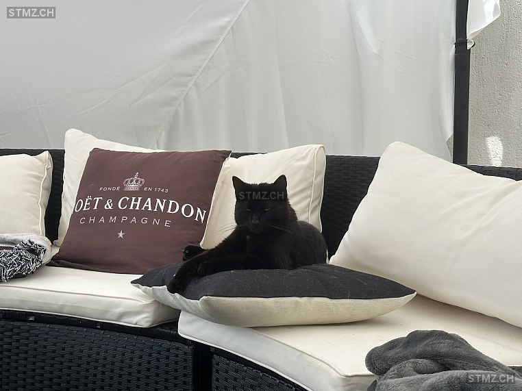 Müsli — Hauskatze ♀, Vermisst seit 18.07.2024, Oberrohrdorf (AG)