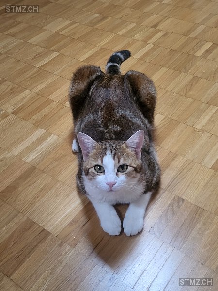 Ronnie — Hauskatze ♂, Vermisst seit 20.07.2024, Weiningen ZH (ZH)