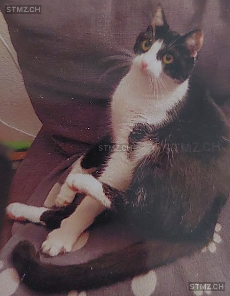 Vermisste Katzen #346014 — Hauskatze ♂, Vermisst seit ?, Schaffhausen (SH)