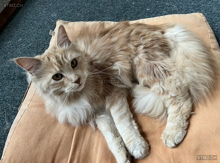 Twix — Maine Coon ♀, Vermisst seit 21.06.2024, Haute-Nendaz (VS)