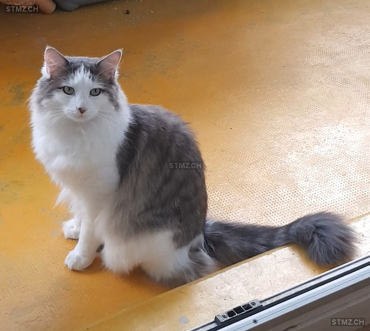 Louis — Hauskatze ♂, Vermisst seit 22.07.2024, Avully (GE)