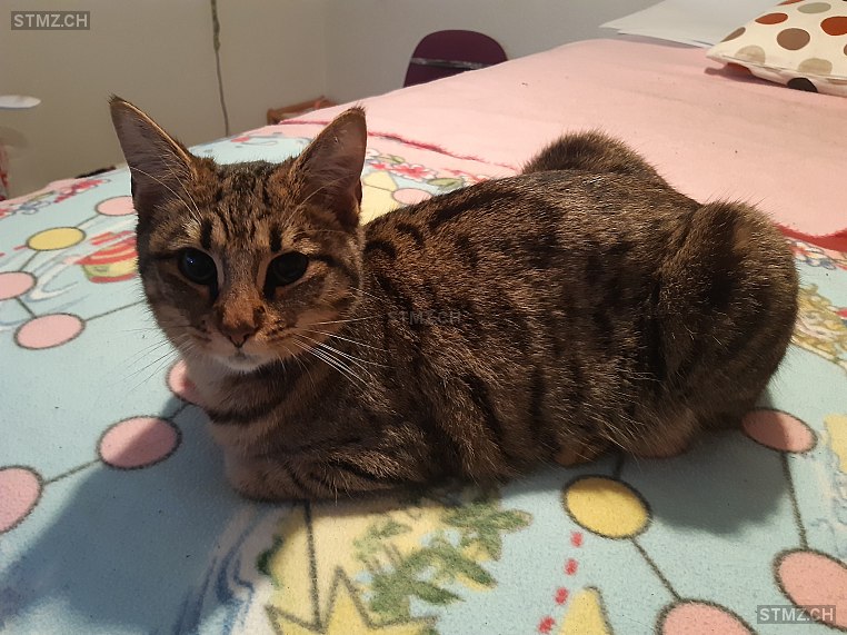 Chilly — Hauskatze ♀, Vermisst seit 14.07.2024,  ()