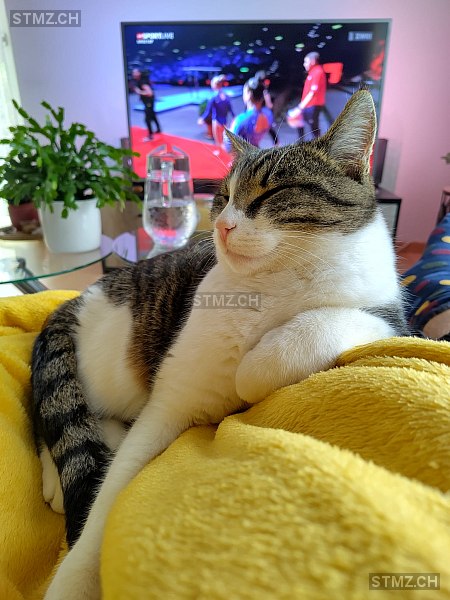 Simba — Hauskatze ♂, Vermisst seit 22.07.2024, Gipf-Oberfrick (AG)