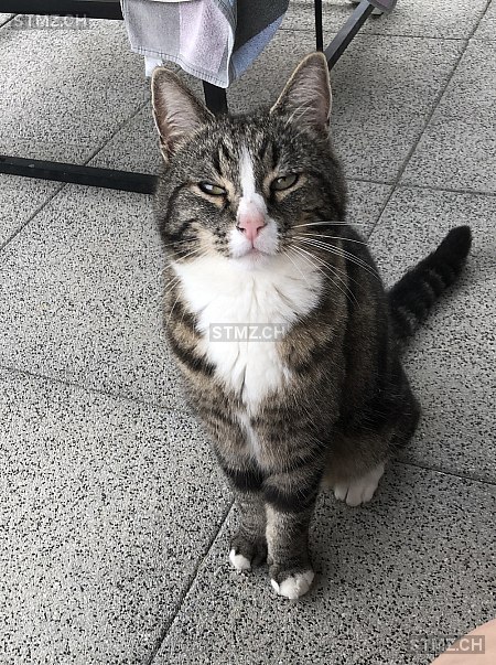 Griffy — Hauskatze ♂, Vermisst seit 15.07.2024, Engelburg (SG)