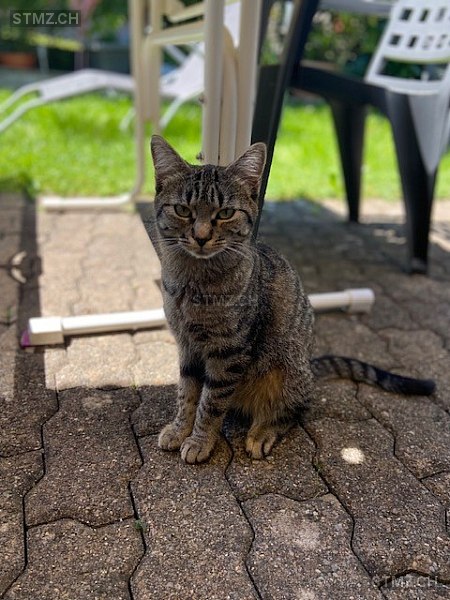 Yuna — Hauskatze ♀, Vermisst seit 13.07.2024, Ferenbalm (BE)