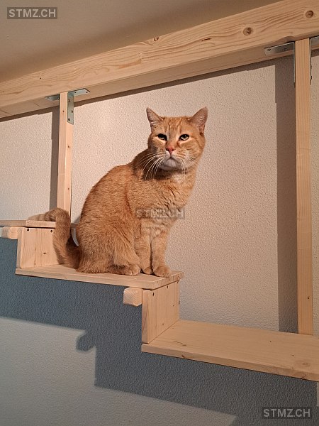 Jimmy — Hauskatze ♂, Vermisst seit 20.07.2024, Würenlingen (AG)