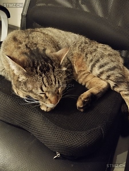 drogo — Hauskatze ♂, Vermisst seit 22.07.2024, Sumiswald (BE)