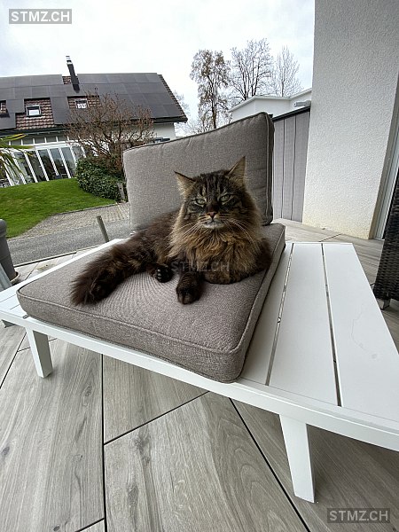 Gizmo — Hauskatze ♂, Vermisst seit 22.07.2024, Härkingen (SO)