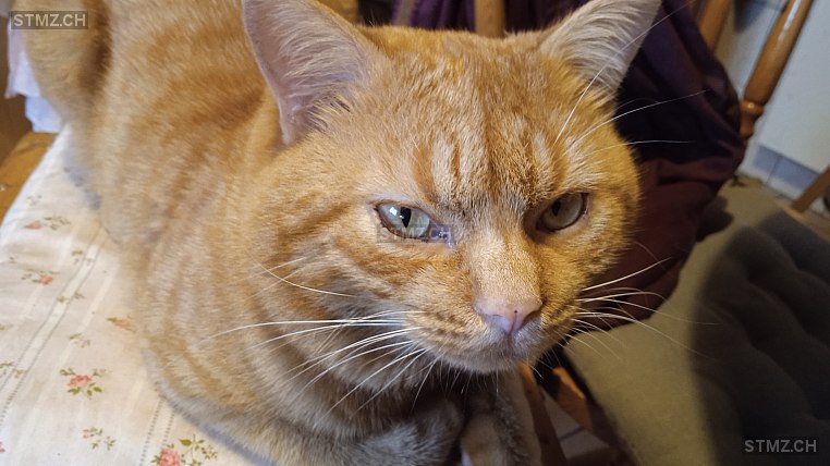 Shiriny — Hauskatze ♂, Vermisst seit 24.07.2024, Meyrin (GE)