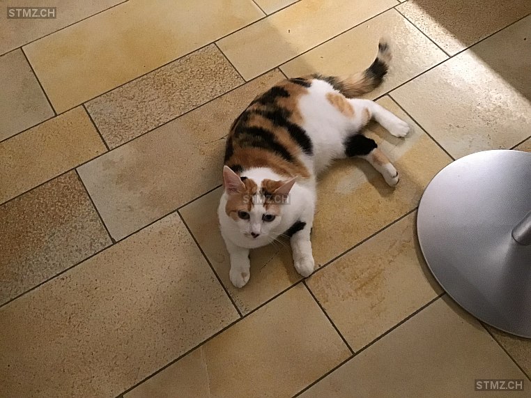 Mimi — Hauskatze ♀, Vermisst seit 19.07.2024, Baden (AG)