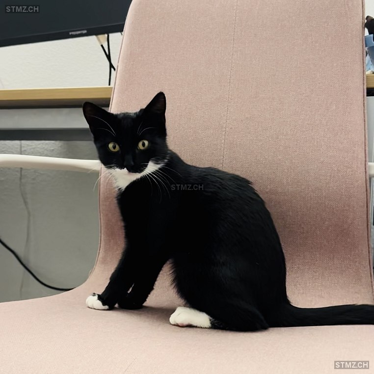 Toffy — Hauskatze ♀, Vermisst seit 25.07.2024, Zürich (ZH)