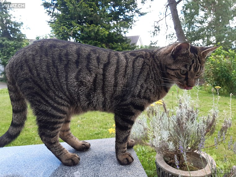 Paco — Hauskatze ♂, Vermisst seit 26.07.2024, Mettmenstetten (ZH)