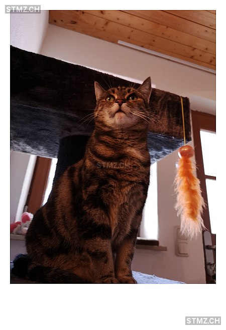 Luna — Hauskatze ♀, Vermisst seit 18.07.2024, Igis (GR)