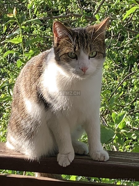 Janosch — Hauskatze ♂, Vermisst seit 25.07.2024, Altstätten (SG)