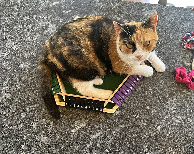 Anna — Hauskatze ♀, Vermisst seit 27.07.2024, Seon (AG)