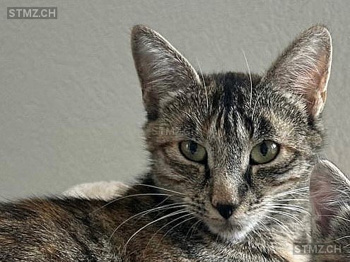 Nala — Hauskatze ♀, Vermisst seit 26.07.2024, Riggisberg (BE)