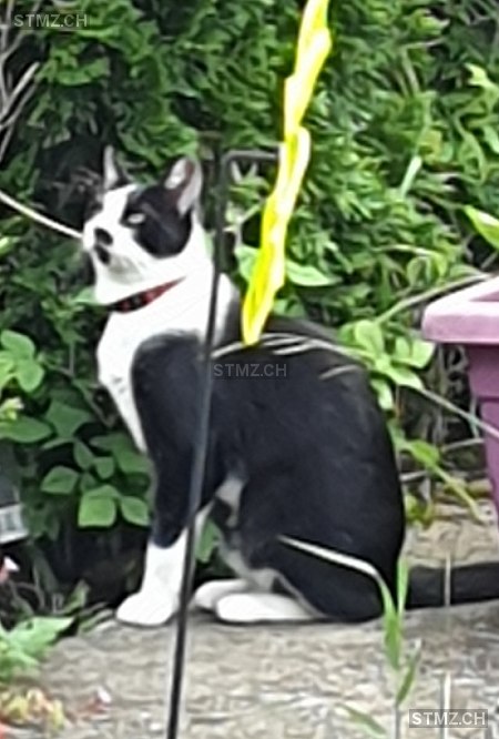 Filou — Hauskatze ♂, Vermisst seit 10.07.2024, Court (BE)