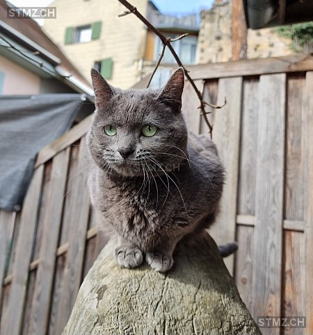 Molly — Hauskatze ♀, Vermisst seit 28.07.2024, Grellingen (BL)