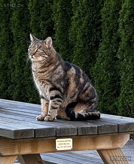 Brownie — Hauskatze ♂, Vermisst seit 26.07.2024, Thundorf (TG)