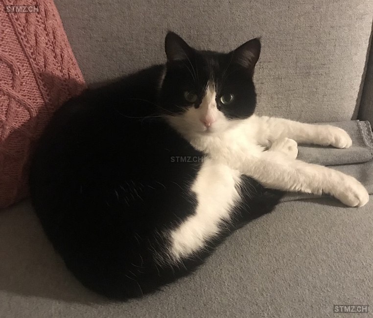 Elvira — Hauskatze ♀, Vermisst seit 08.07.2024, Chandolin (VS)