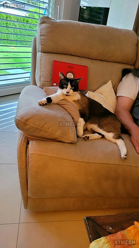 Nougat — Hauskatze ♂, Vermisst seit 30.07.2024, Ardon (VS)