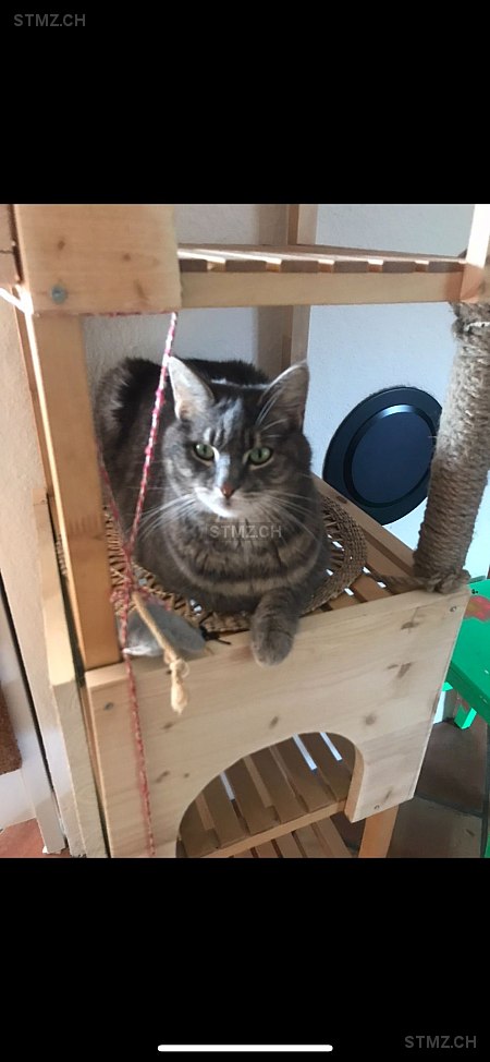 Mailo — Hauskatze ♀, Perdu depuis 25.07.2024, Balgach (SG)