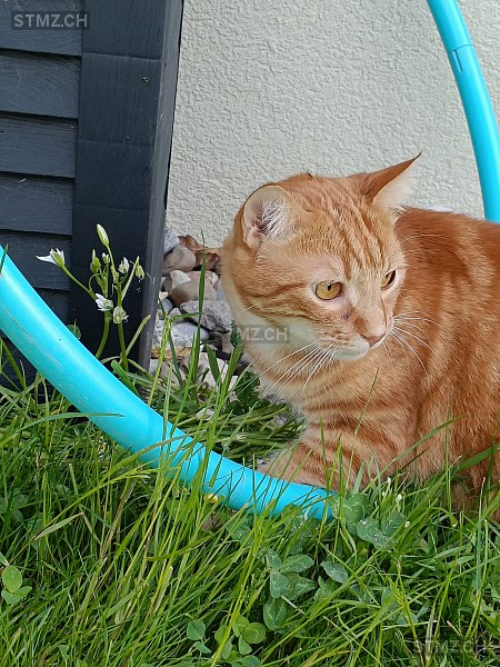 Stitch — Hauskatze ♂, Vermisst seit 26.07.2024, Bulle (FR)