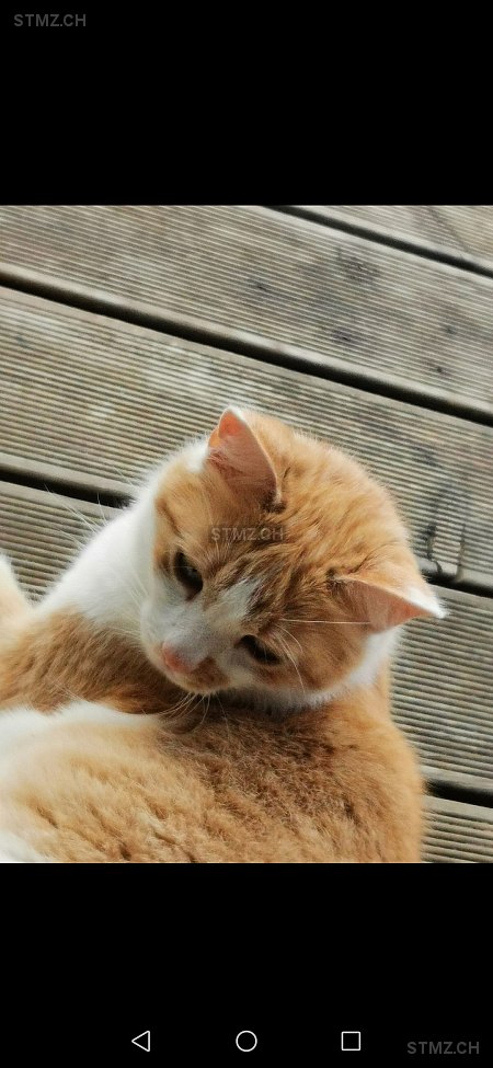 Mogli — Hauskatze ♂, Vermisst seit 24.07.2024, Landschlacht (TG)