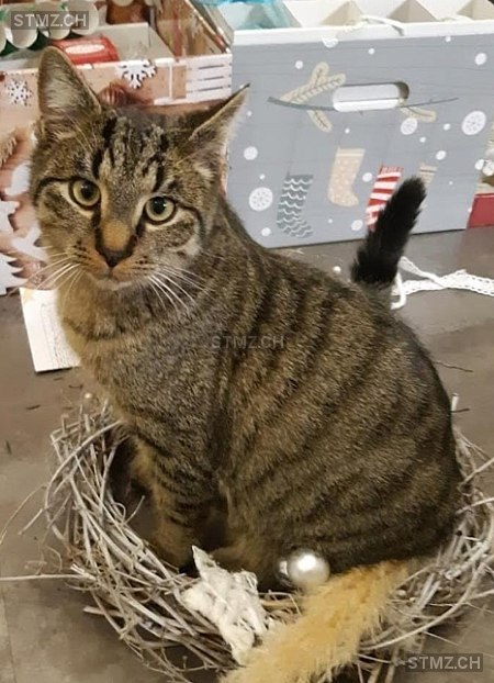 Sugus — Hauskatze ♂, Vermisst seit 24.06.2024, Bern (BE)