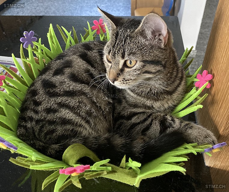 Nala — Hauskatze ♀, Vermisst seit 31.07.2024, Saland (ZH)