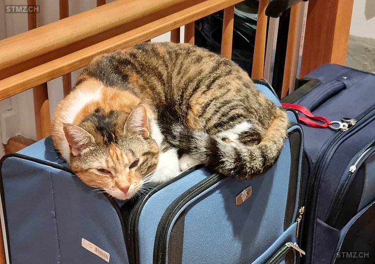 Luna — Hauskatze ♀, Vermisst seit 30.07.2024, Glattfelden (ZH)