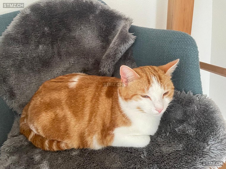 Milou — Hauskatze ♀, Vermisst seit 28.07.2024, Utzenstorf (BE)